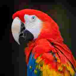 the parrot as a JPG at quality 10